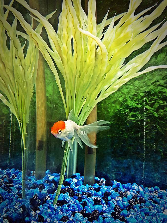 ריאד Aquarium Hotel מראה חיצוני תמונה
